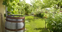 Volle Regentonne im Garten, Regentonne kaufen