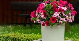 Blume im Garten - heizstrahler Beitrag